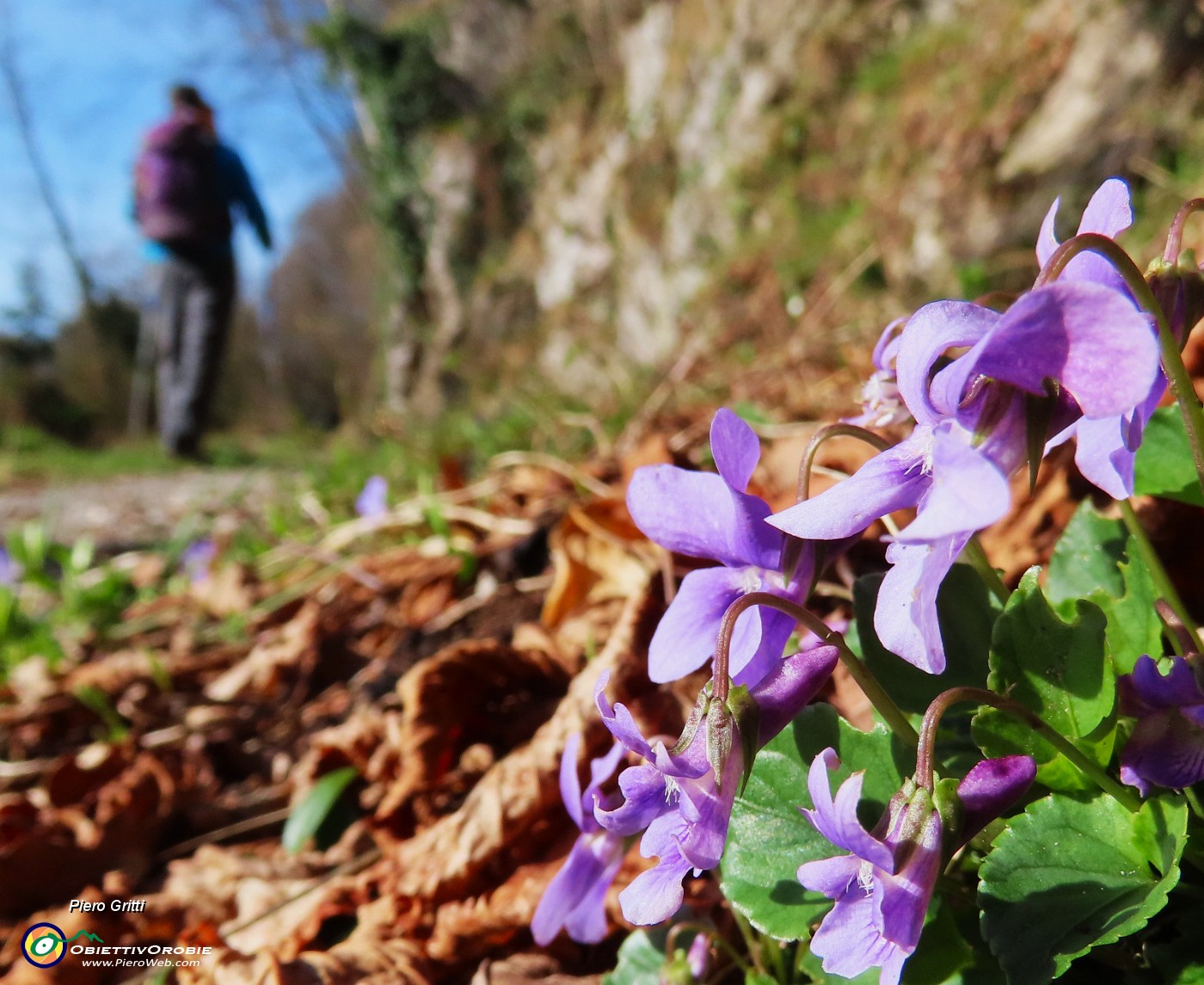 13 Viola odorata-Viola mammola.JPG